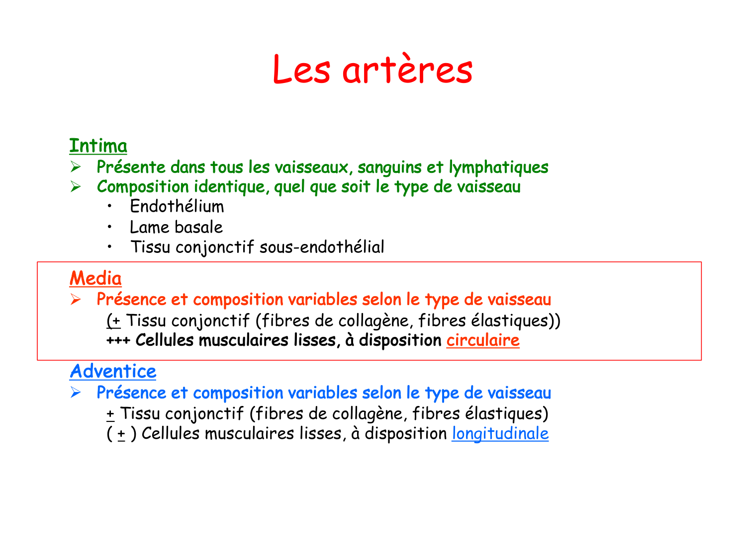 TP histologie — système circulatoire page 20
