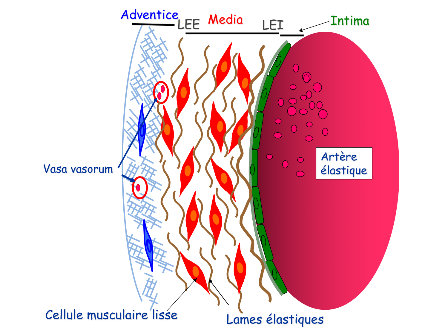 TP histologie — système circulatoire page 21