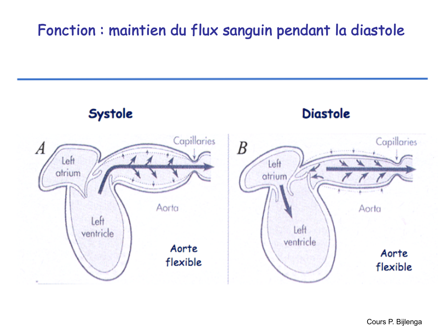 TP histologie — système circulatoire page 22