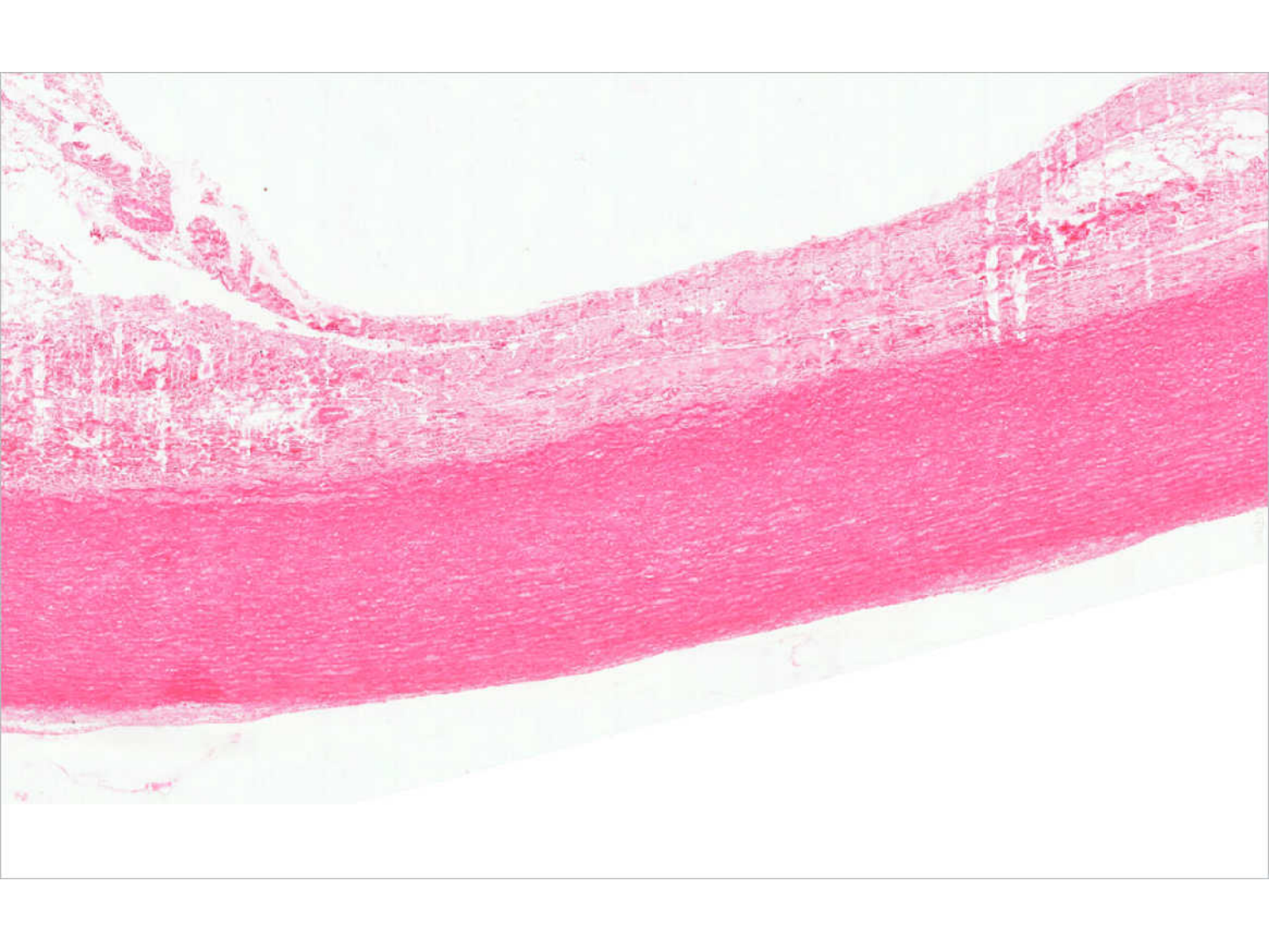 TP histologie — système circulatoire page 24
