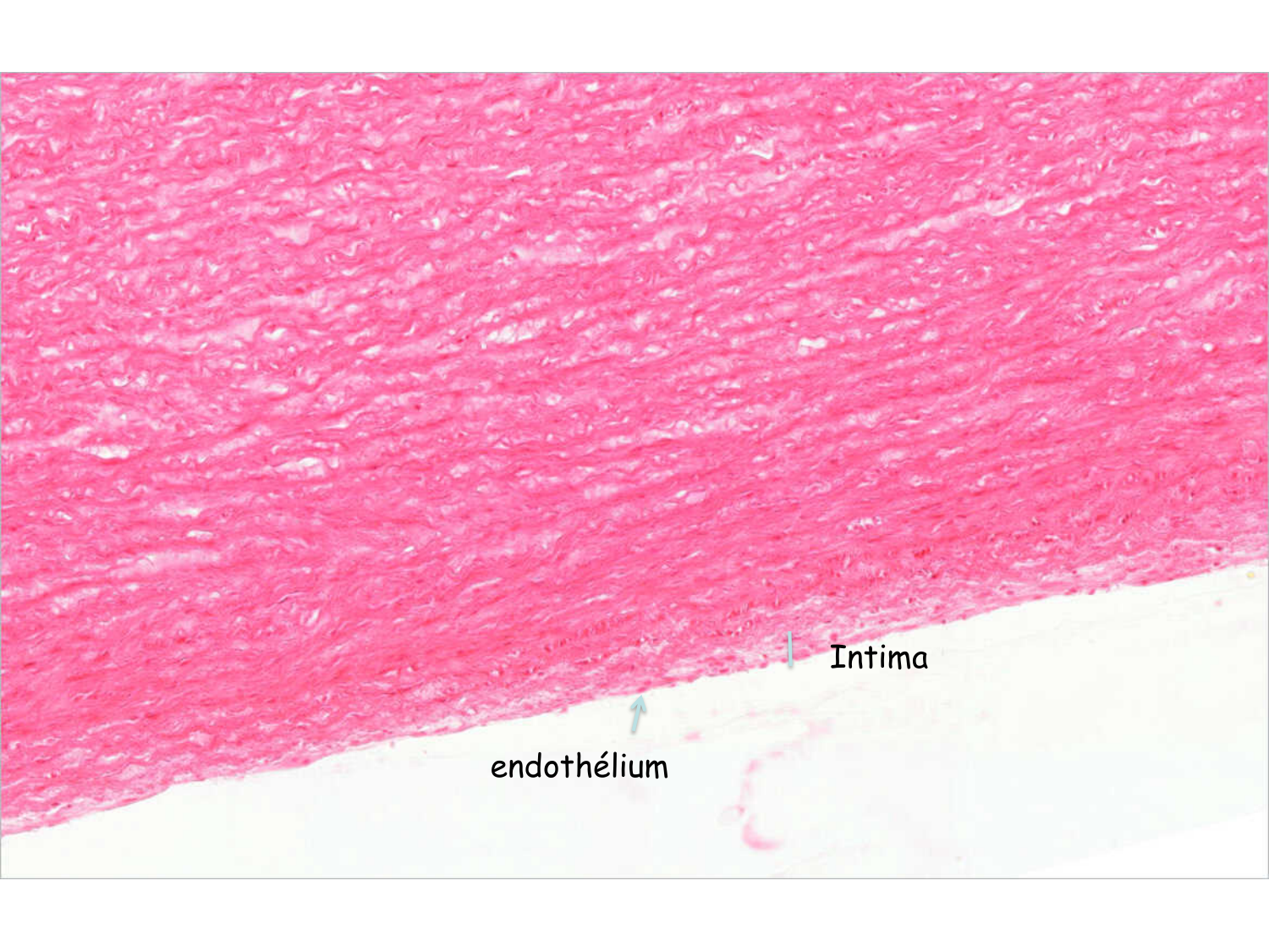 TP histologie — système circulatoire page 25