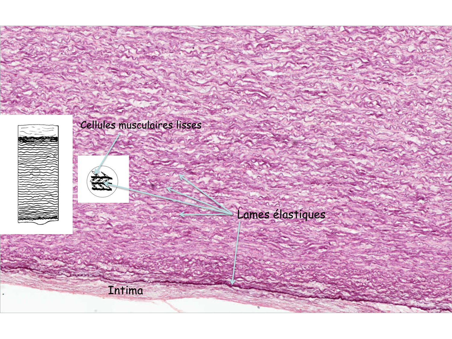 TP histologie — système circulatoire page 29