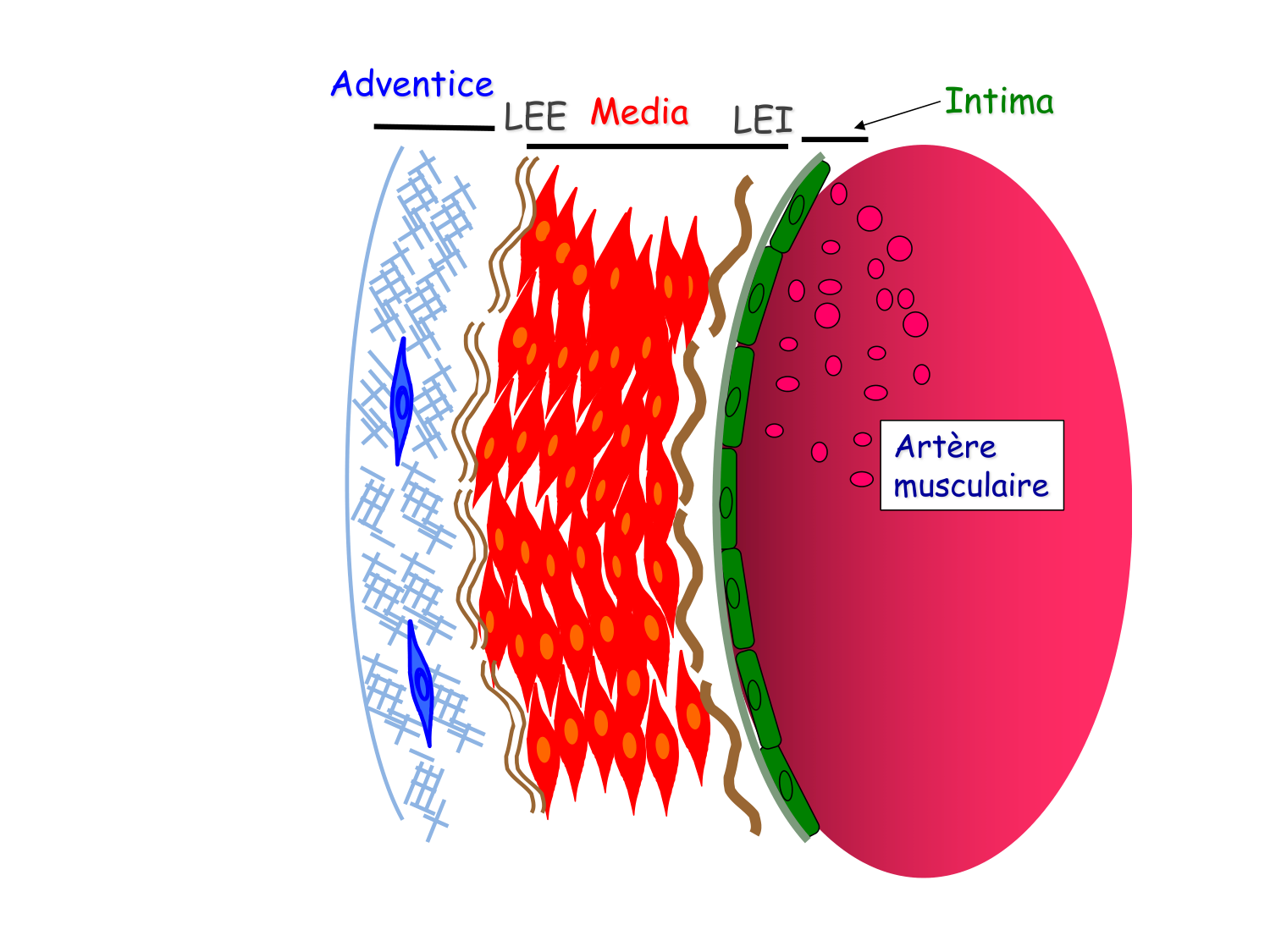 TP histologie — système circulatoire page 30