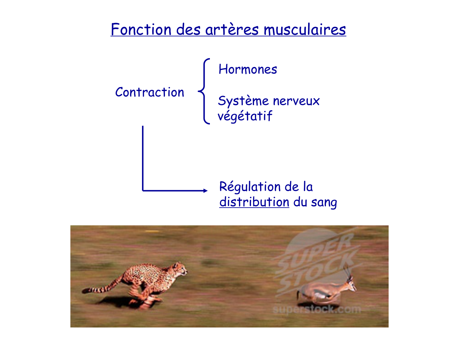 TP histologie — système circulatoire page 31