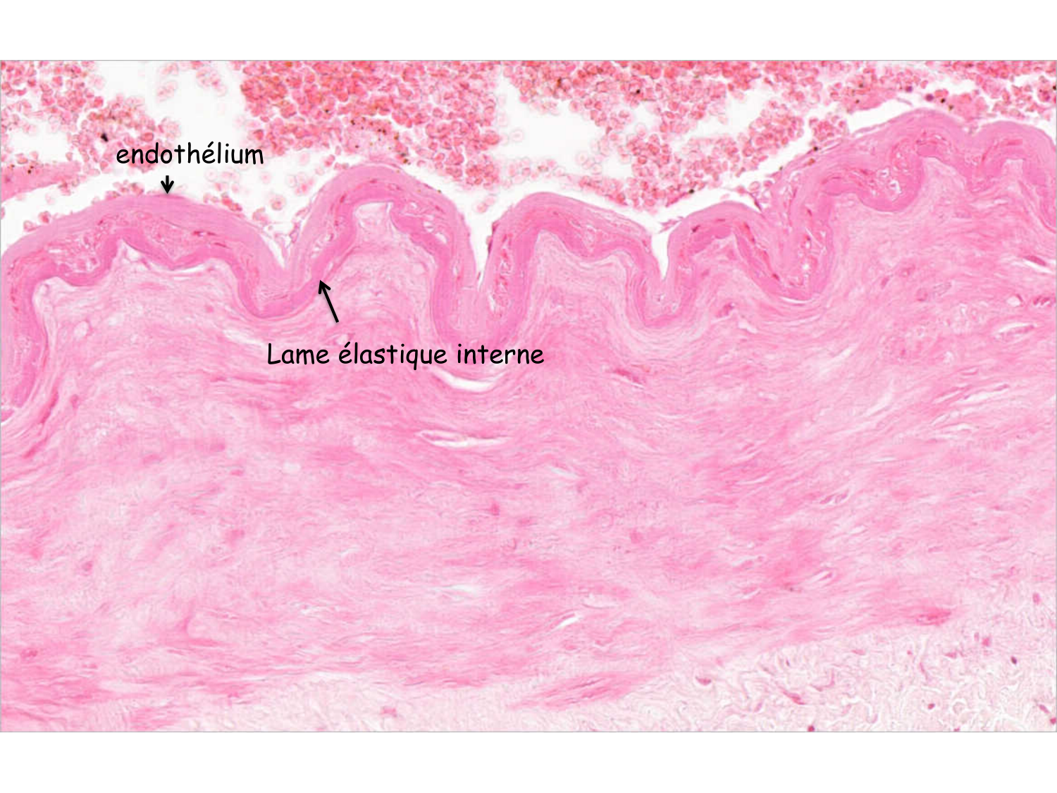 TP histologie — système circulatoire page 33
