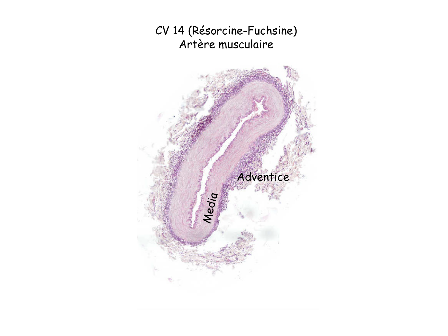 TP histologie — système circulatoire page 34