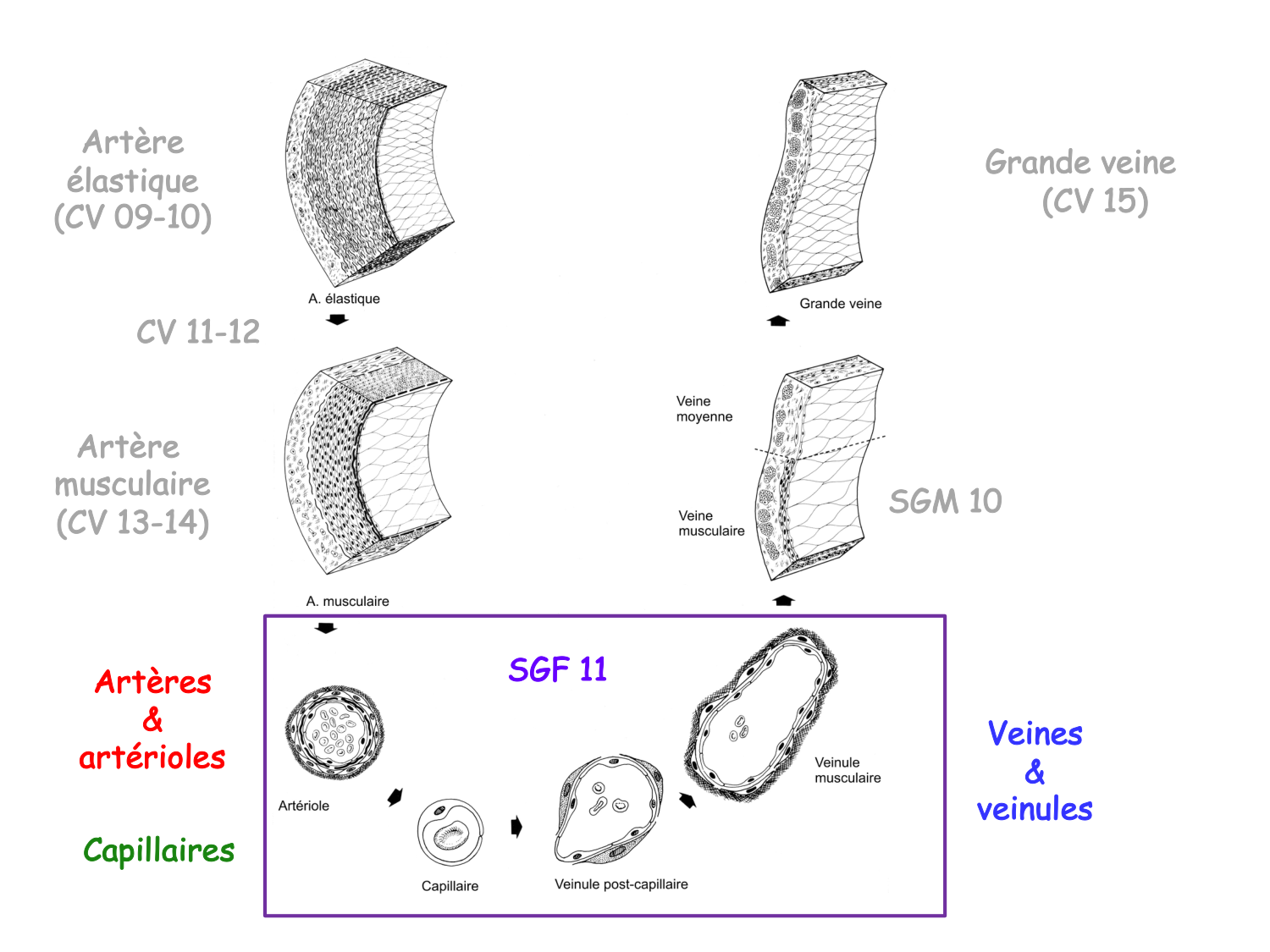 TP histologie — système circulatoire page 36