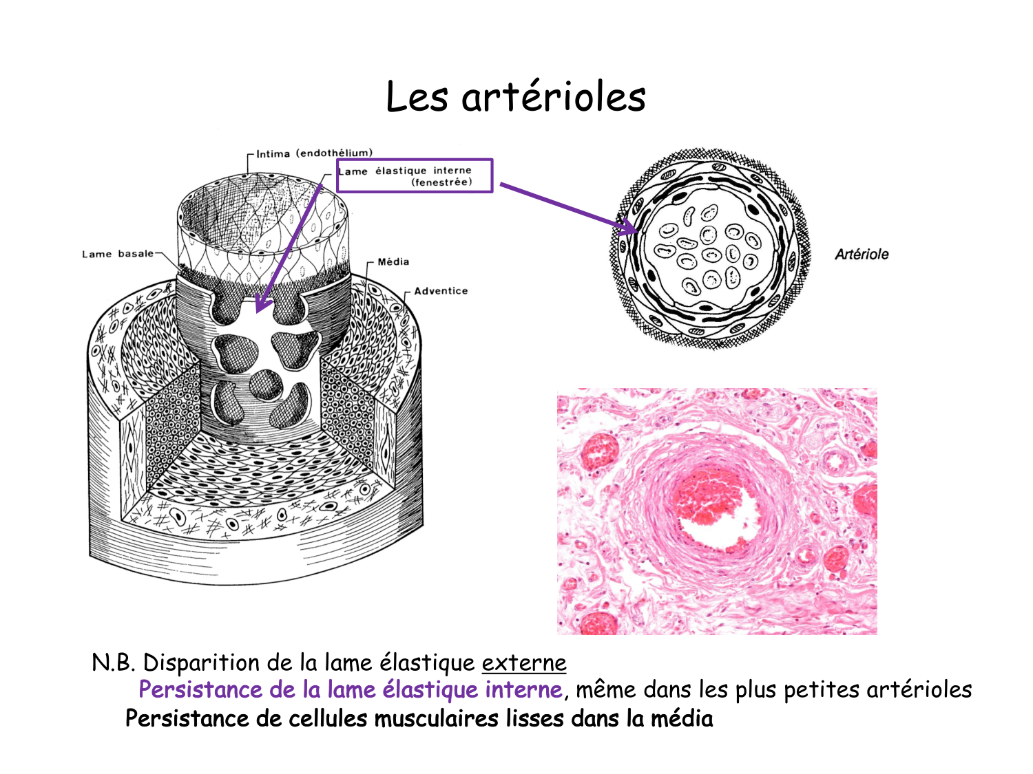 TP histologie — système circulatoire page 37