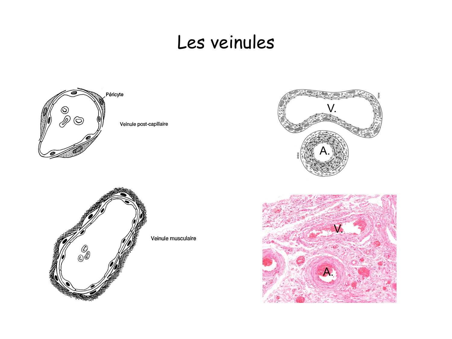 TP histologie — système circulatoire page 39