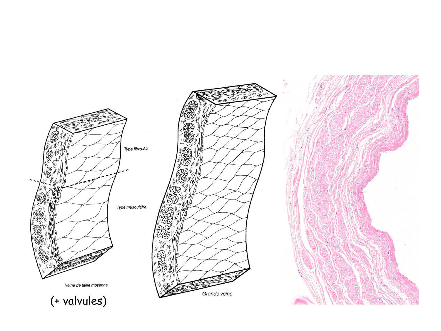 TP histologie — système circulatoire page 41