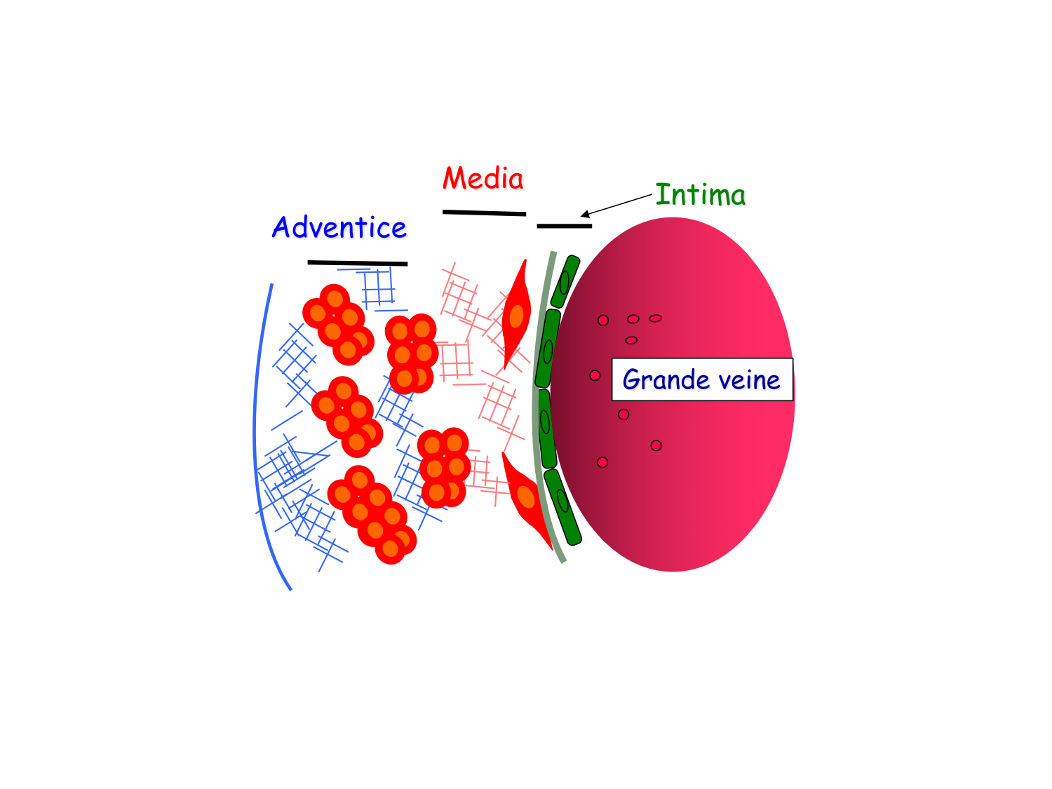 TP histologie — système circulatoire page 42