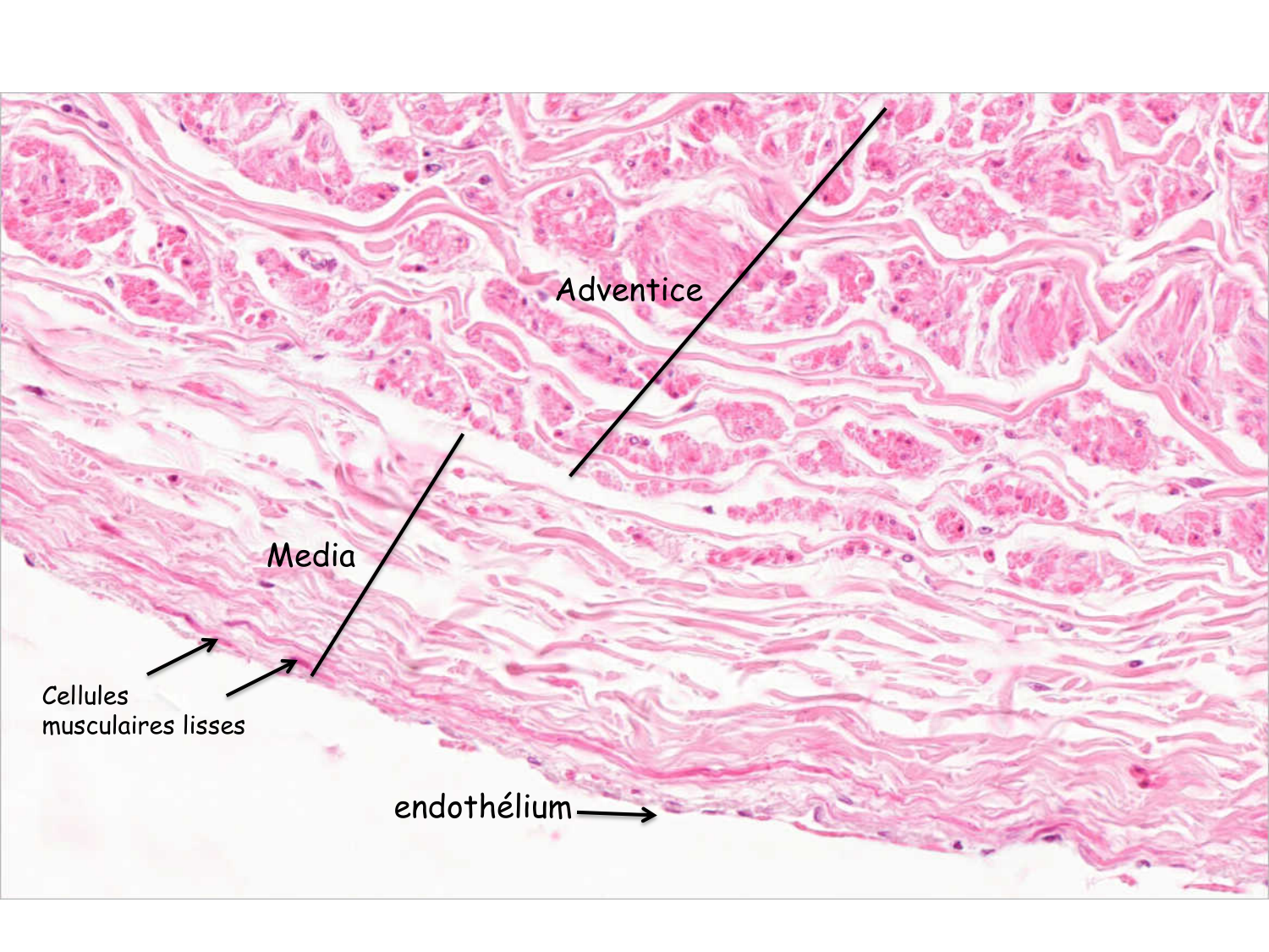 TP histologie — système circulatoire page 45