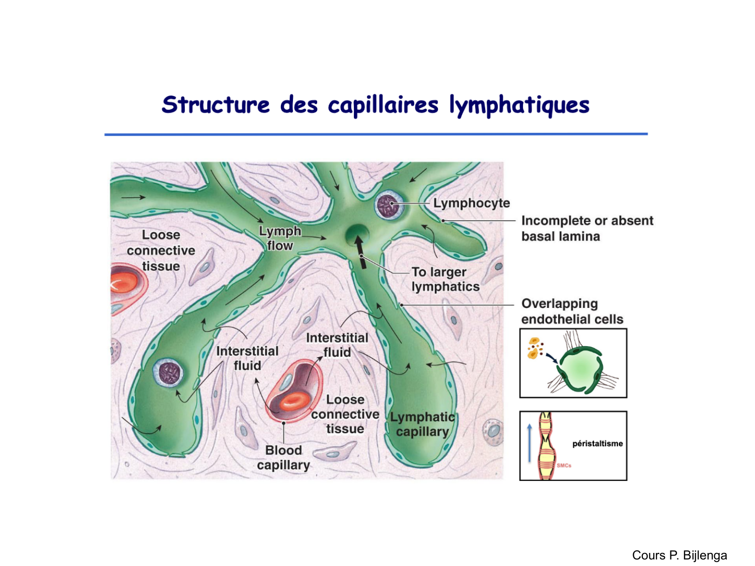 TP histologie — système circulatoire page 47