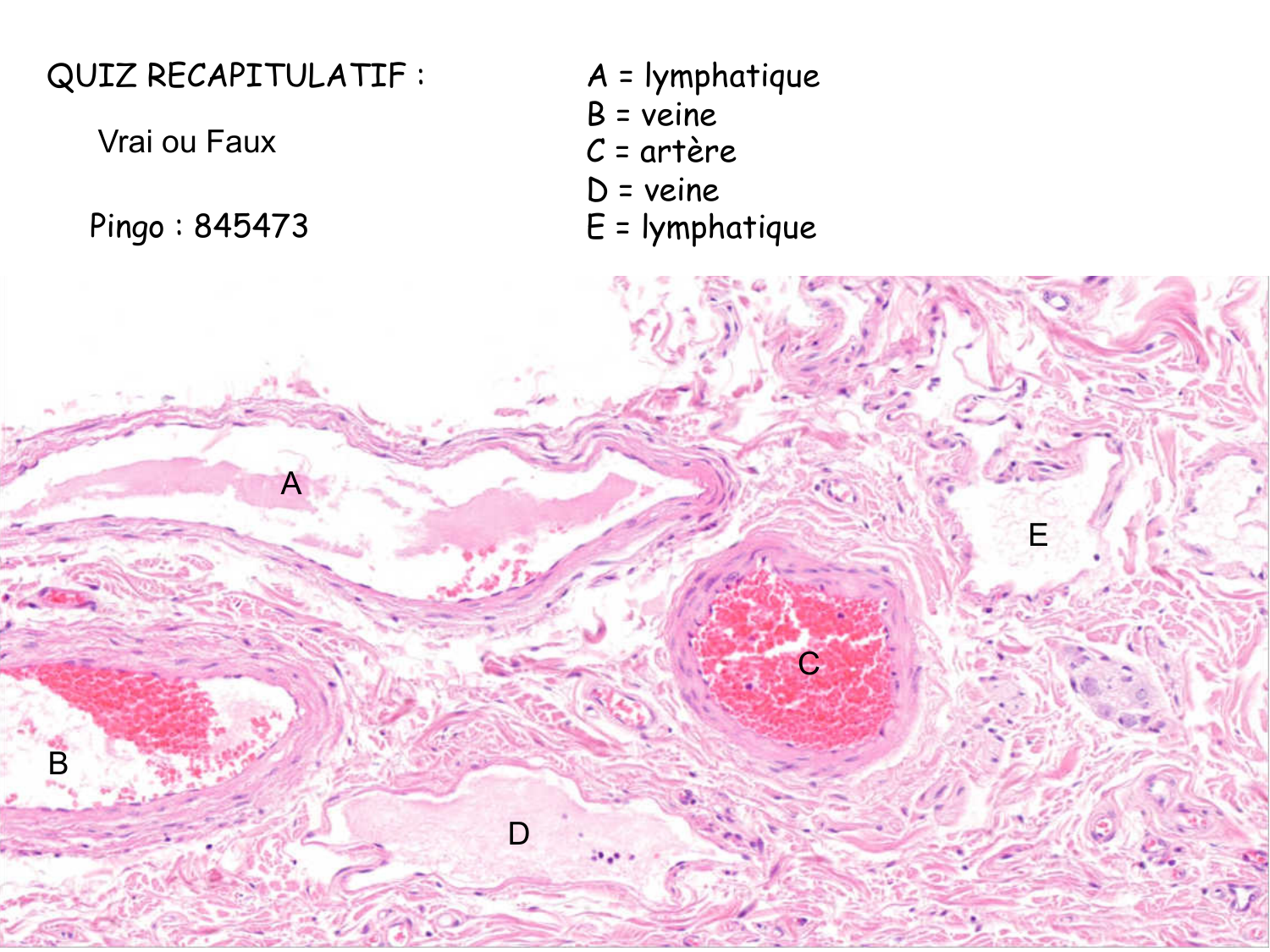 TP histologie — système circulatoire page 49