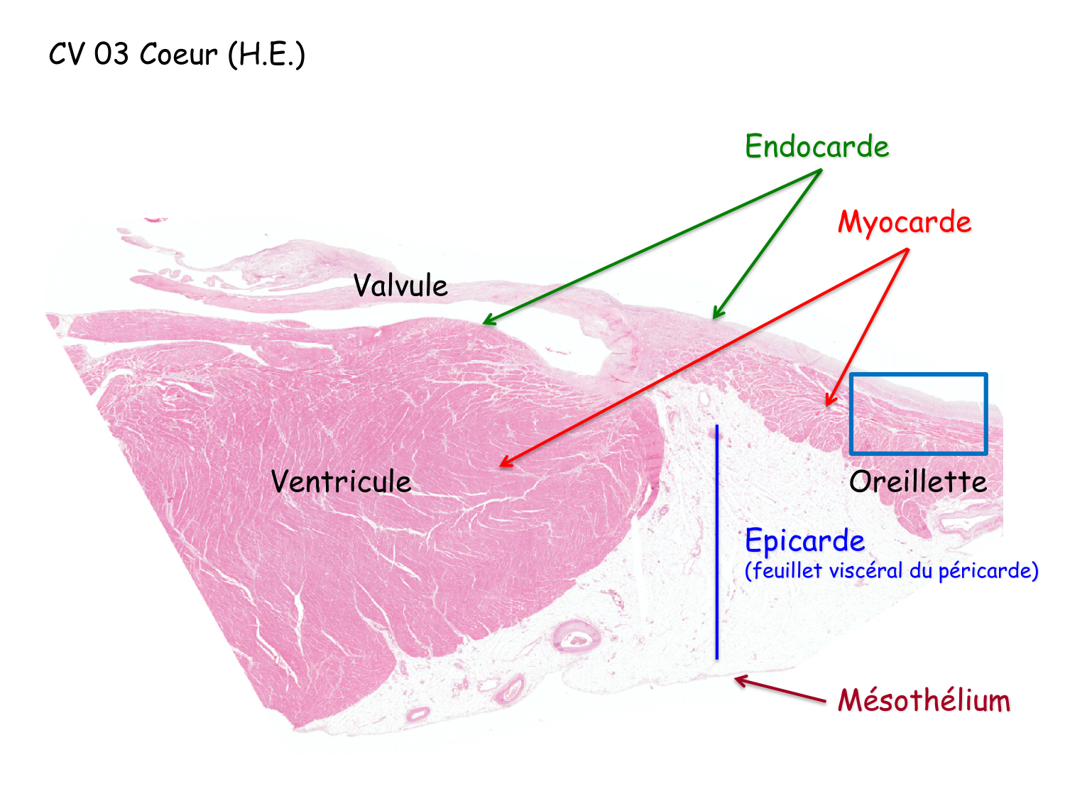 TP histologie — système circulatoire page 51