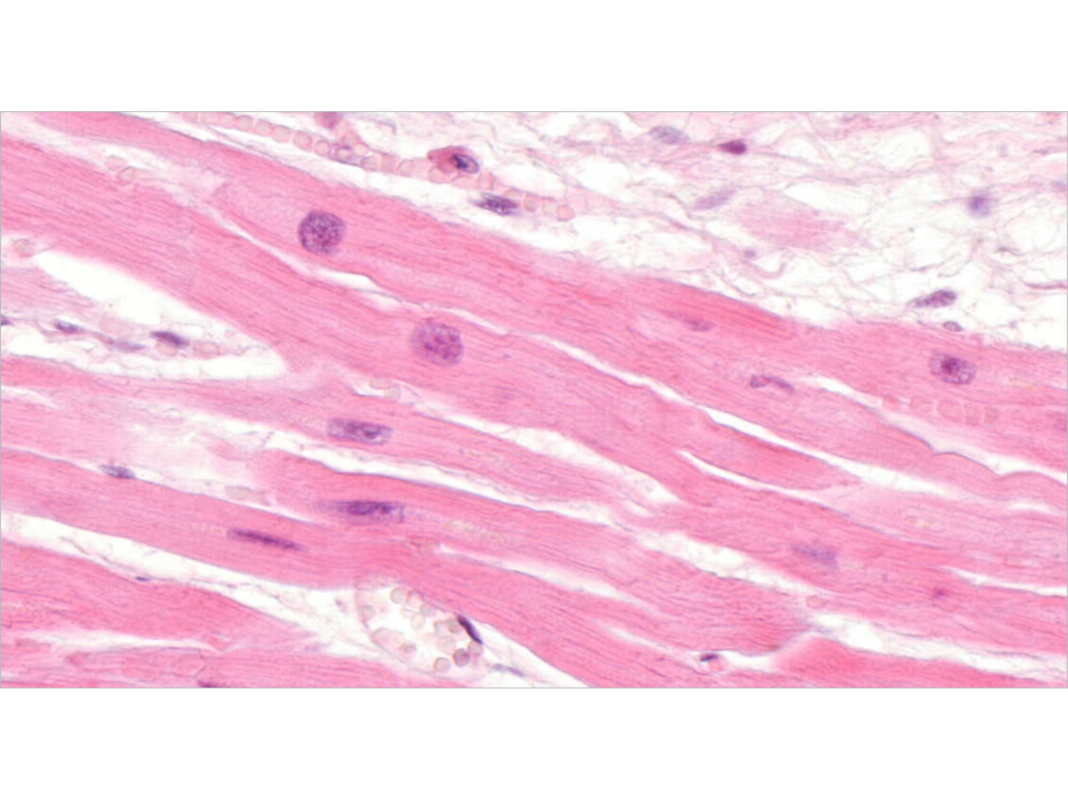 TP histologie — système circulatoire page 52