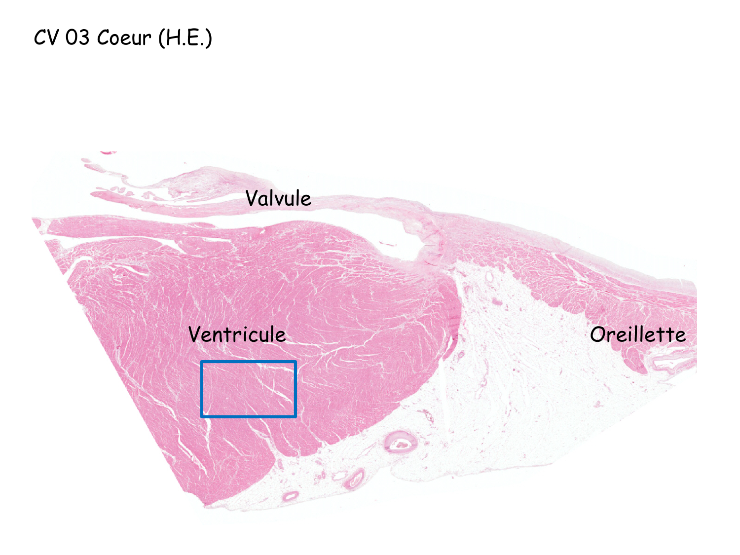 TP histologie — système circulatoire page 53