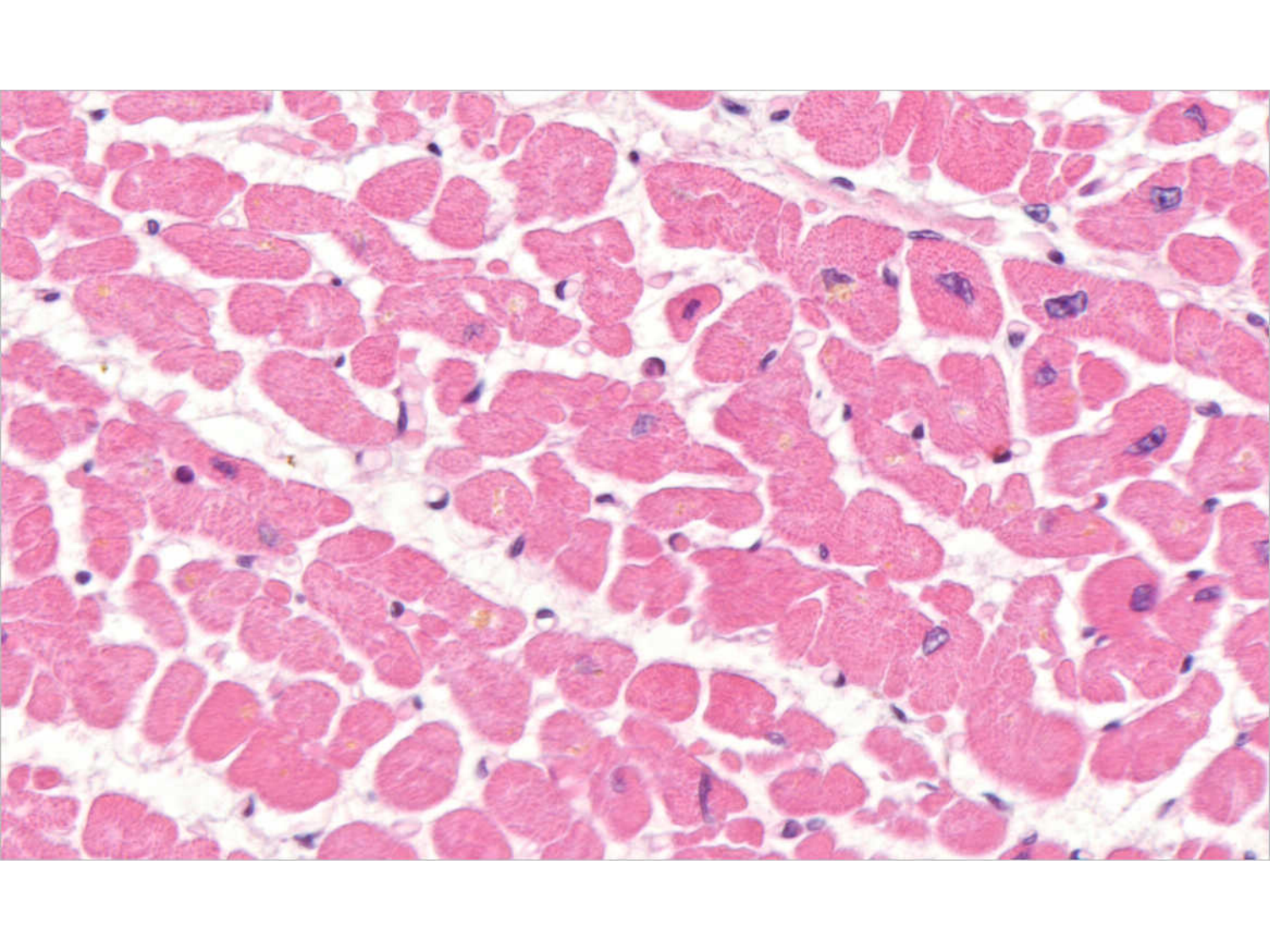 TP histologie — système circulatoire page 54