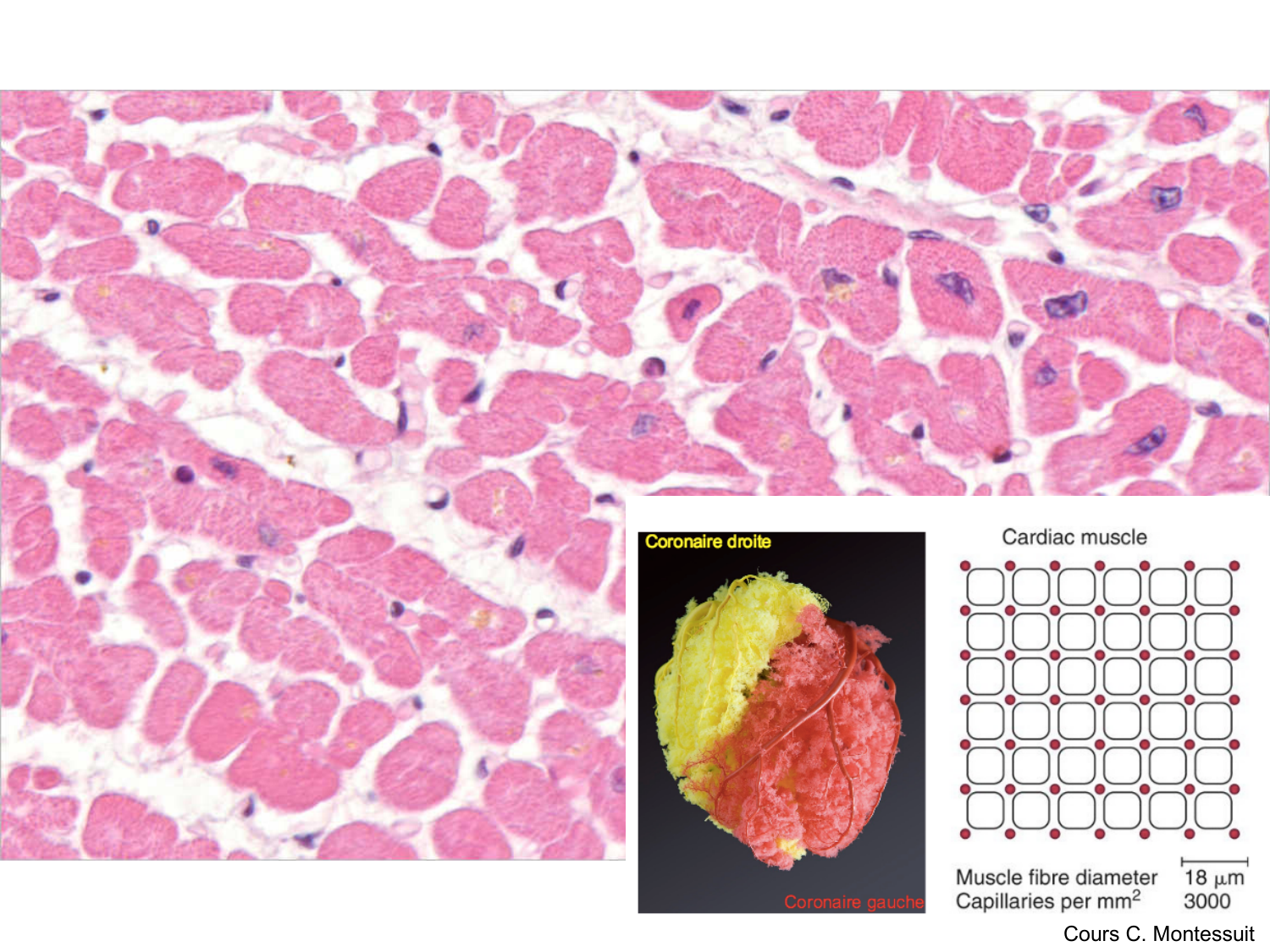TP histologie — système circulatoire page 55