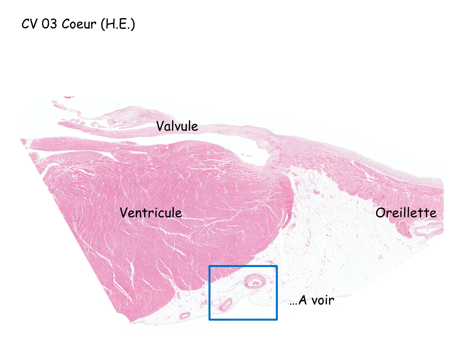 TP histologie — système circulatoire page 56