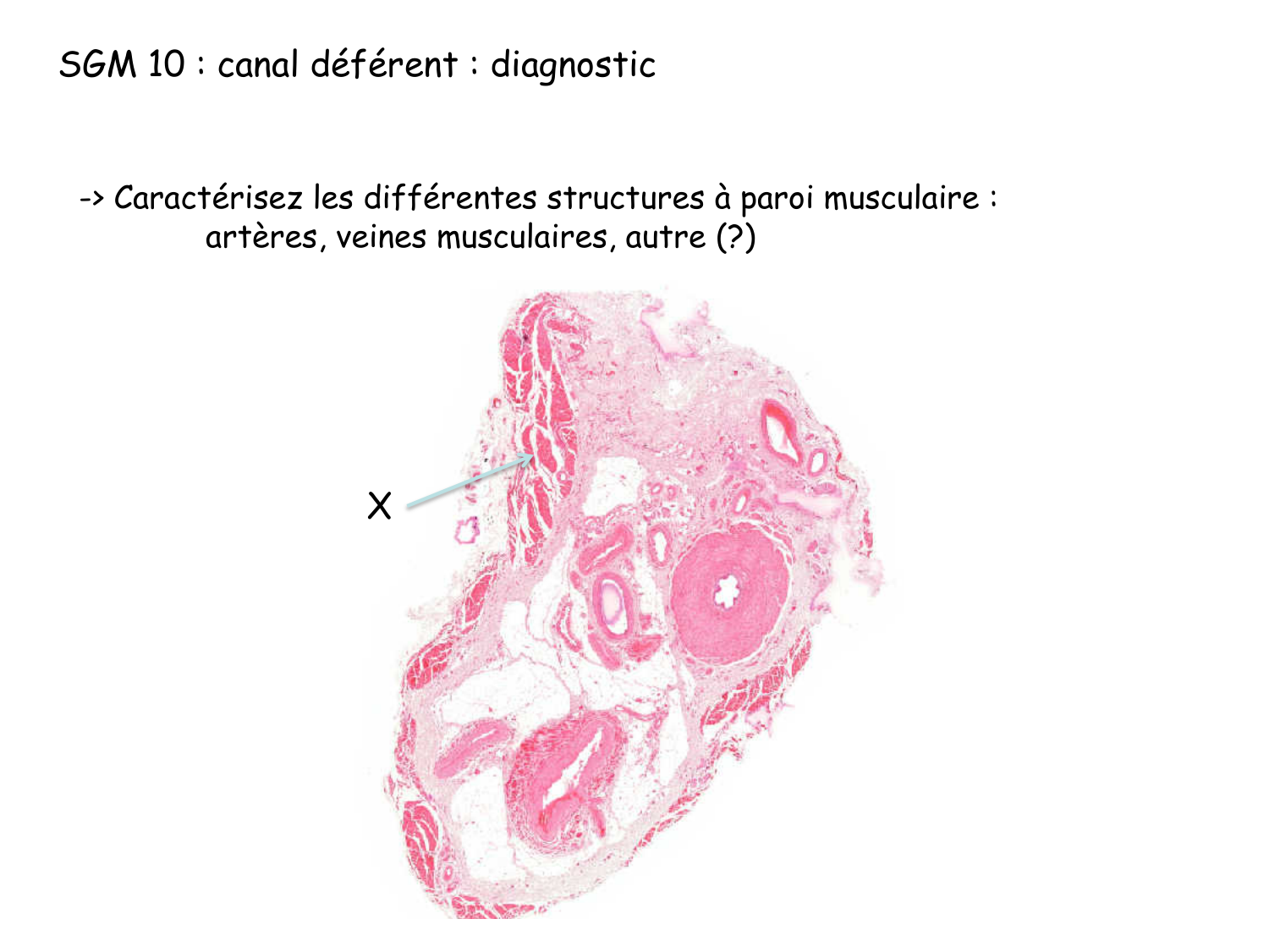 TP histologie — système circulatoire page 59