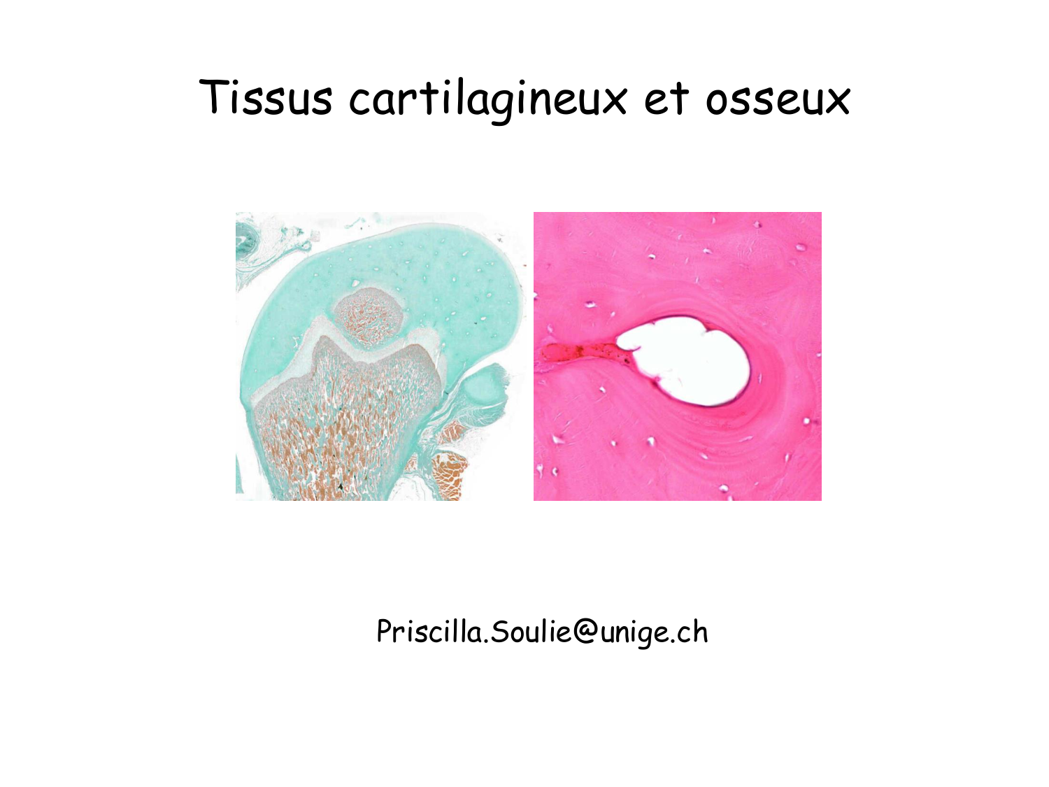 TP histologie — os et cartilage page 1