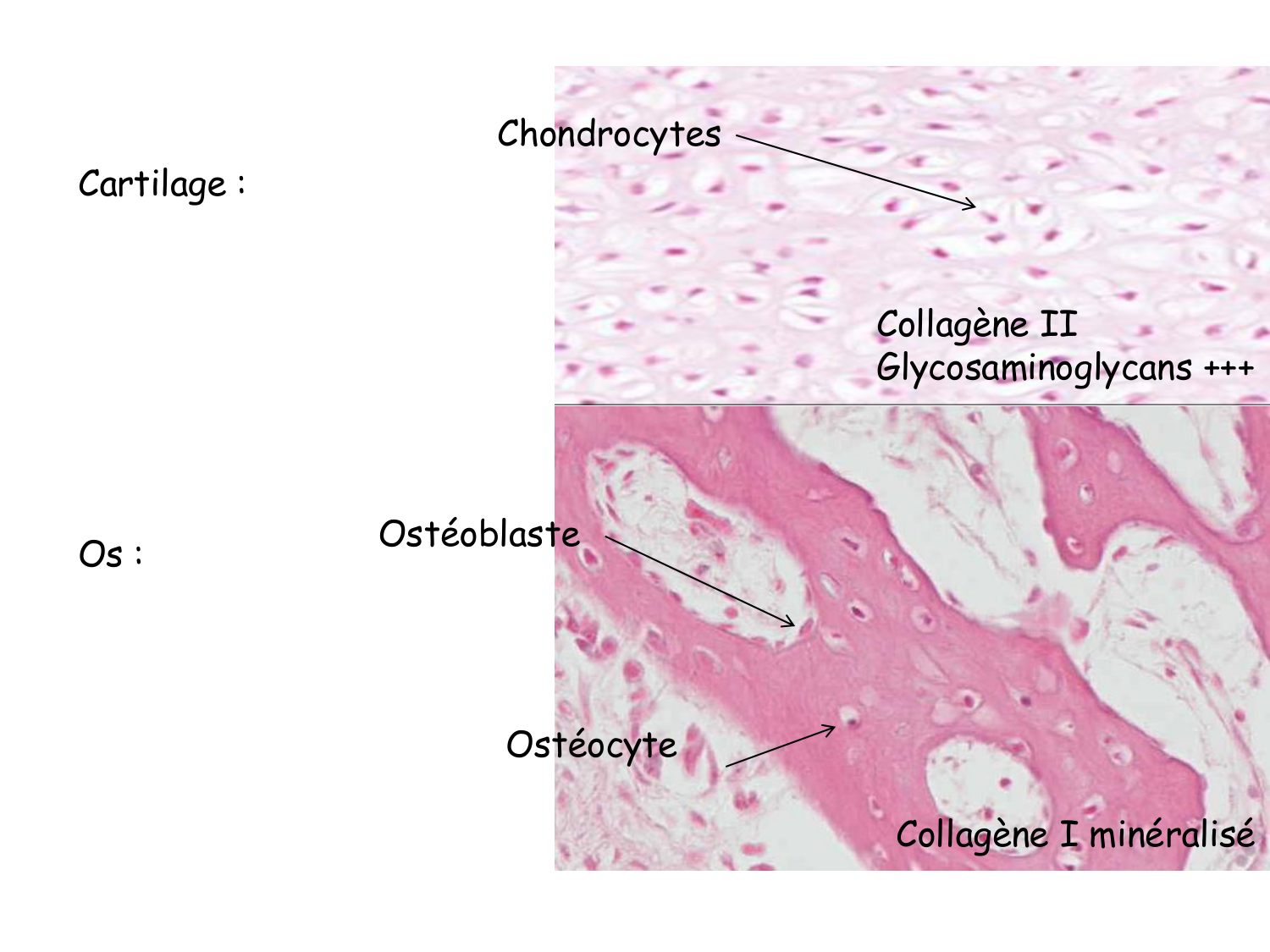 TP histologie — os et cartilage page 5