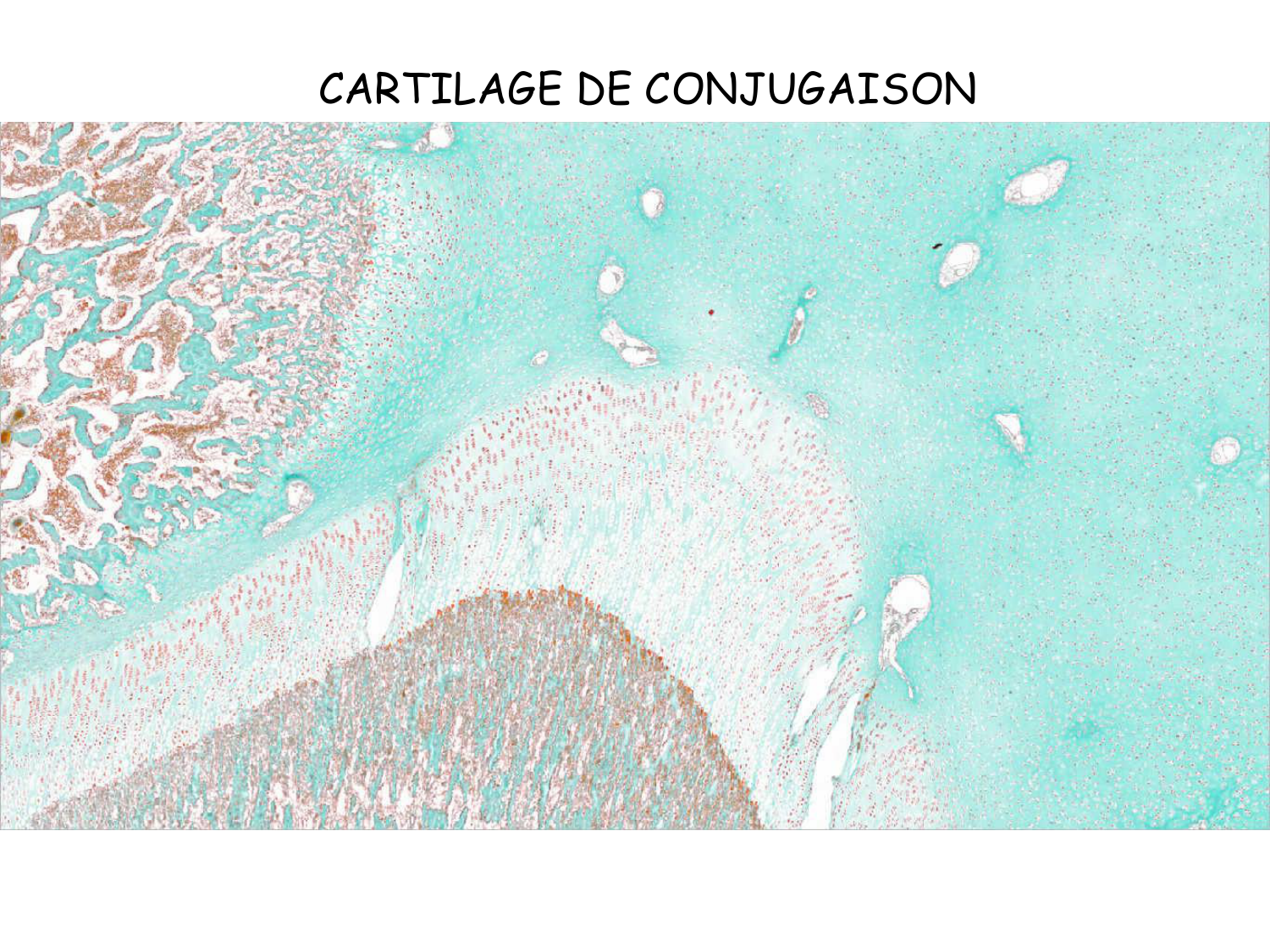 TP histologie — os et cartilage page 12
