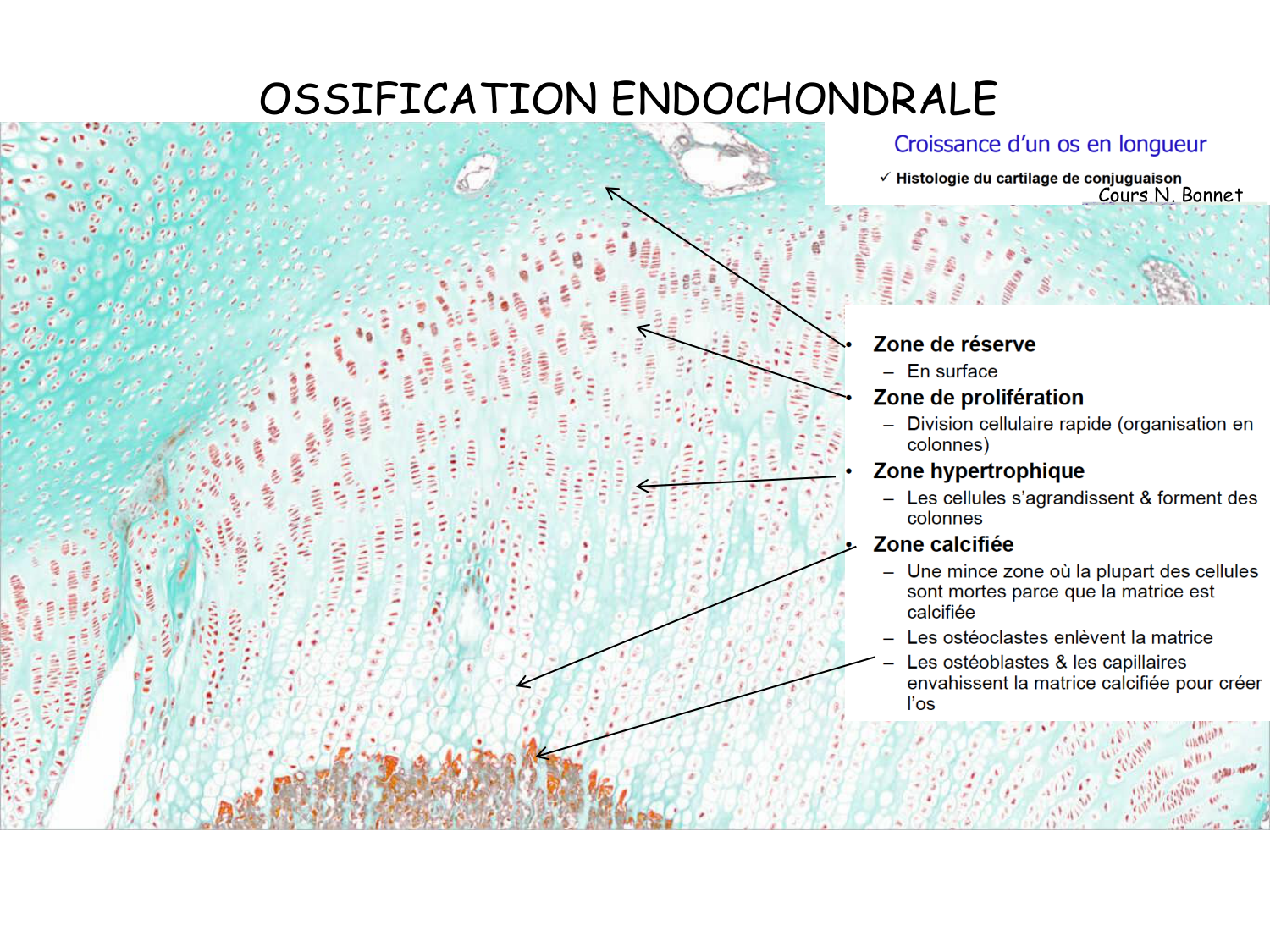 TP histologie — os et cartilage page 19
