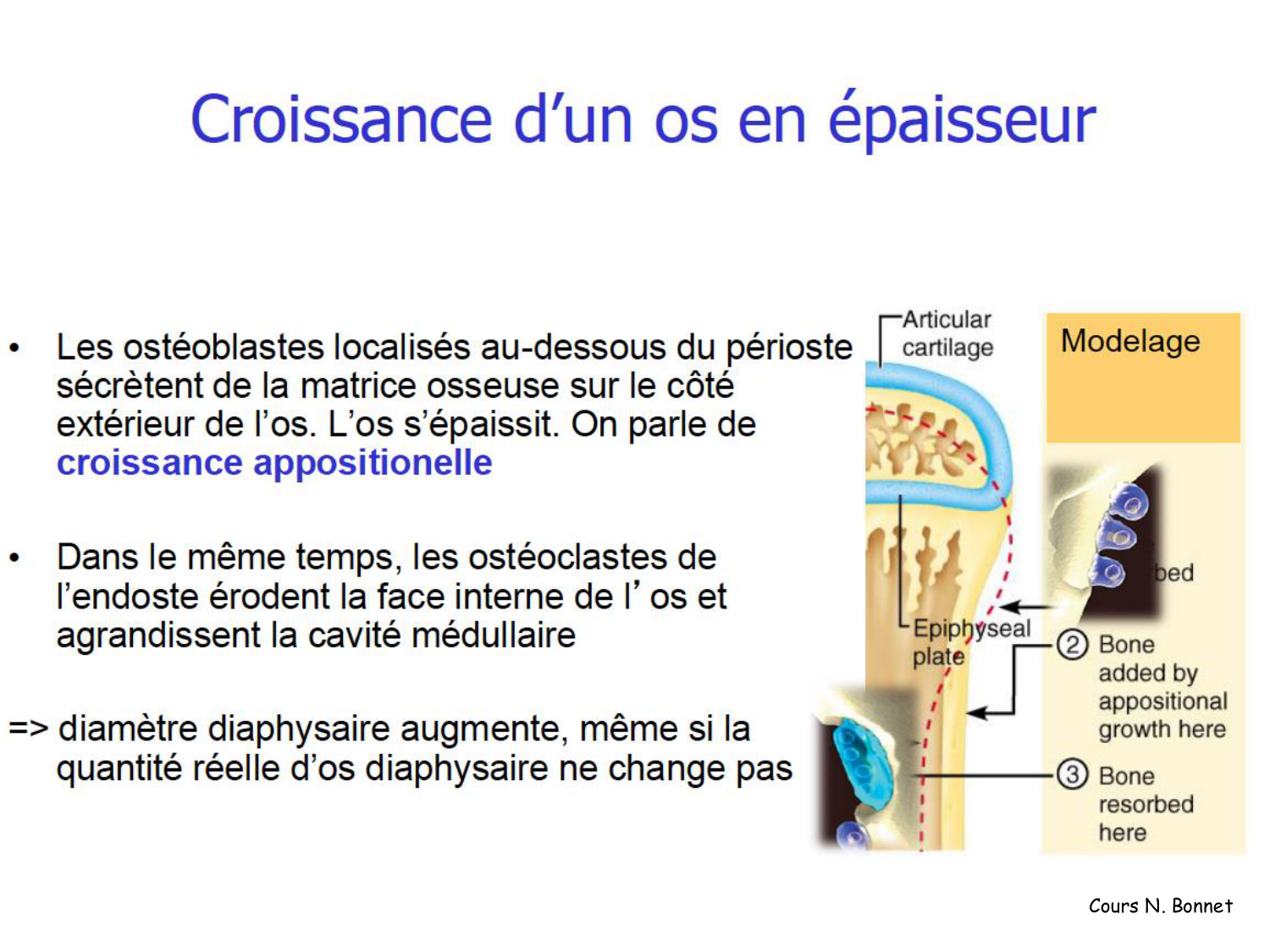 TP histologie — os et cartilage page 23