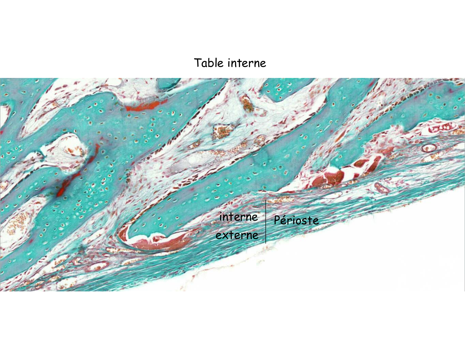 TP histologie — os et cartilage page 28