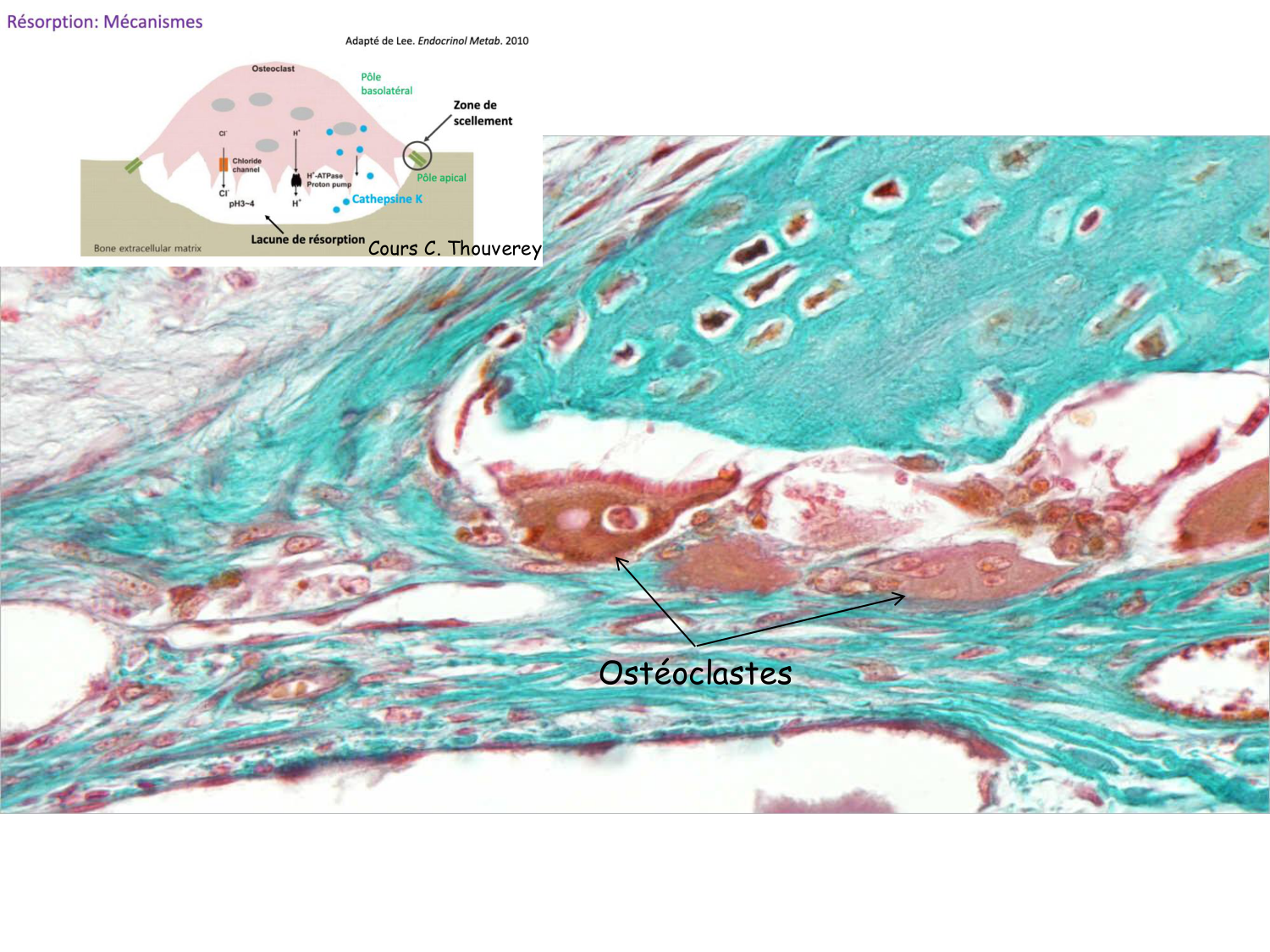 TP histologie — os et cartilage page 30