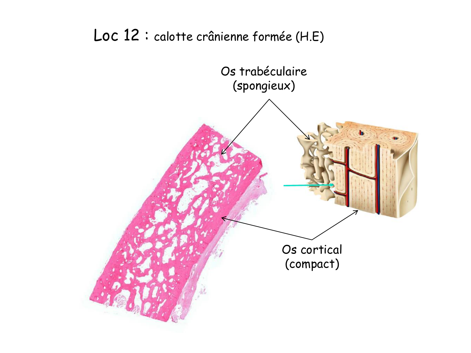 TP histologie — os et cartilage page 33