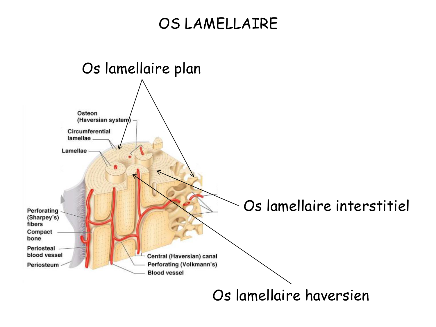 TP histologie — os et cartilage page 34