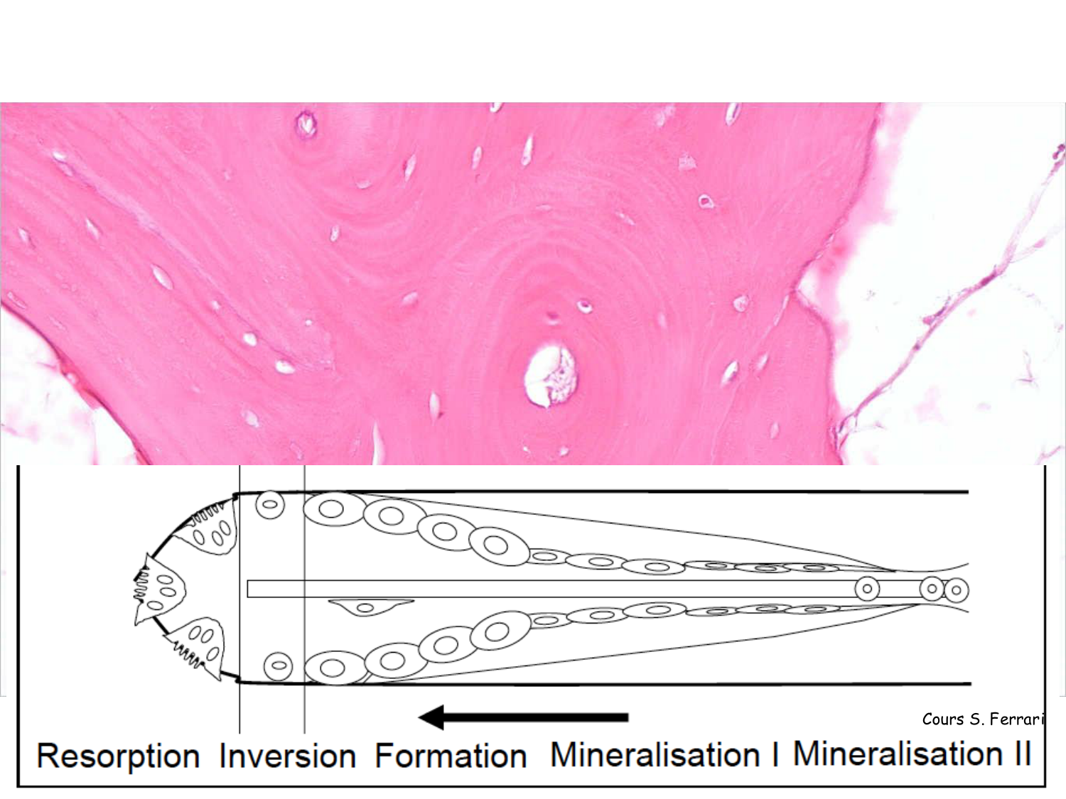 TP histologie — os et cartilage page 36