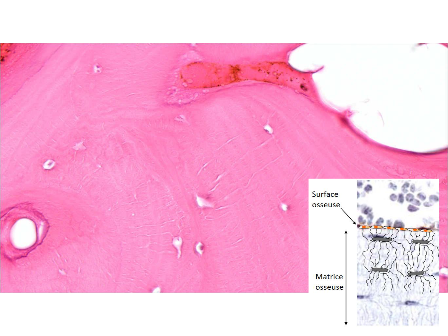 TP histologie — os et cartilage page 38