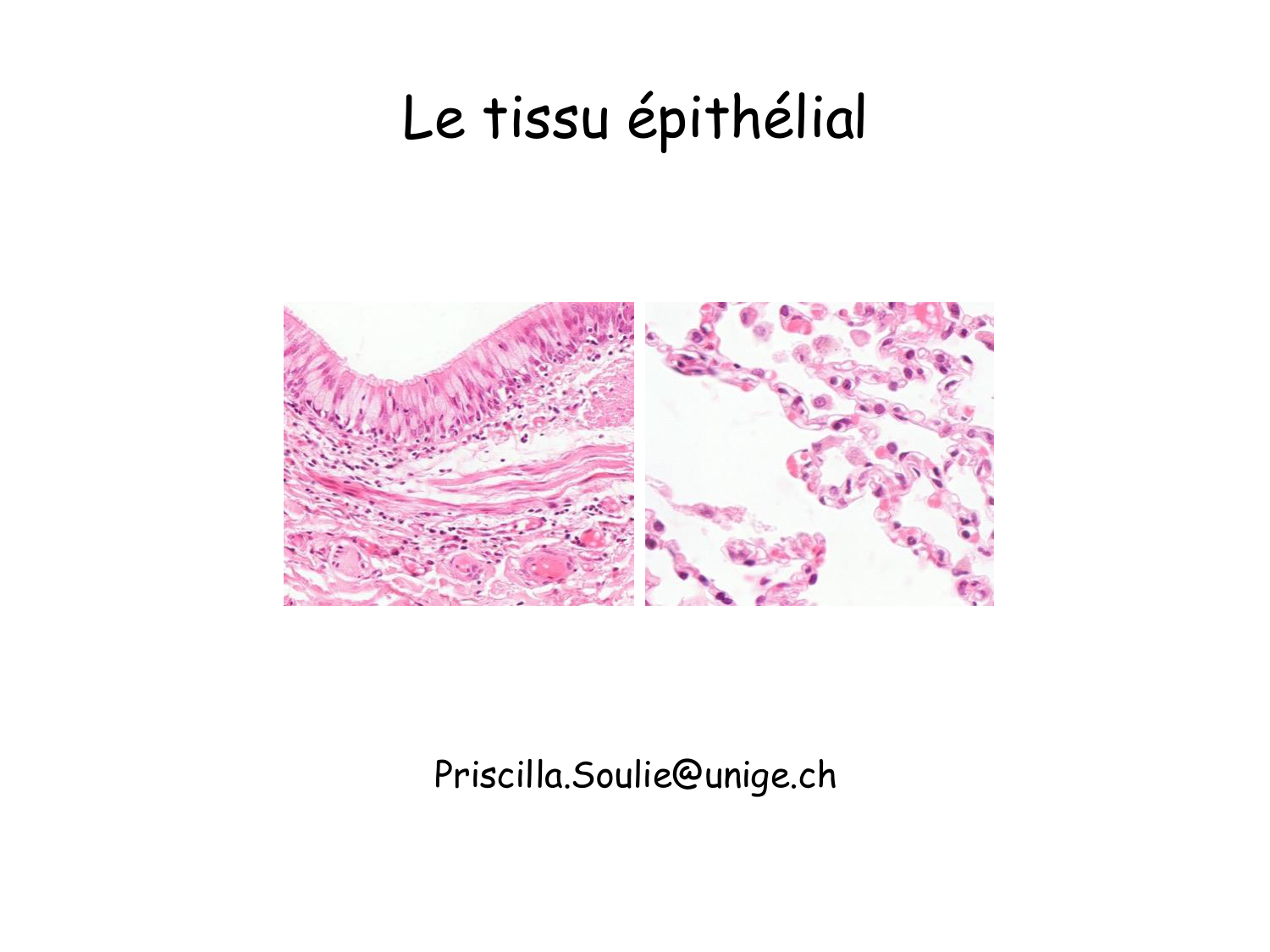 TP histologie — épithélium page 1