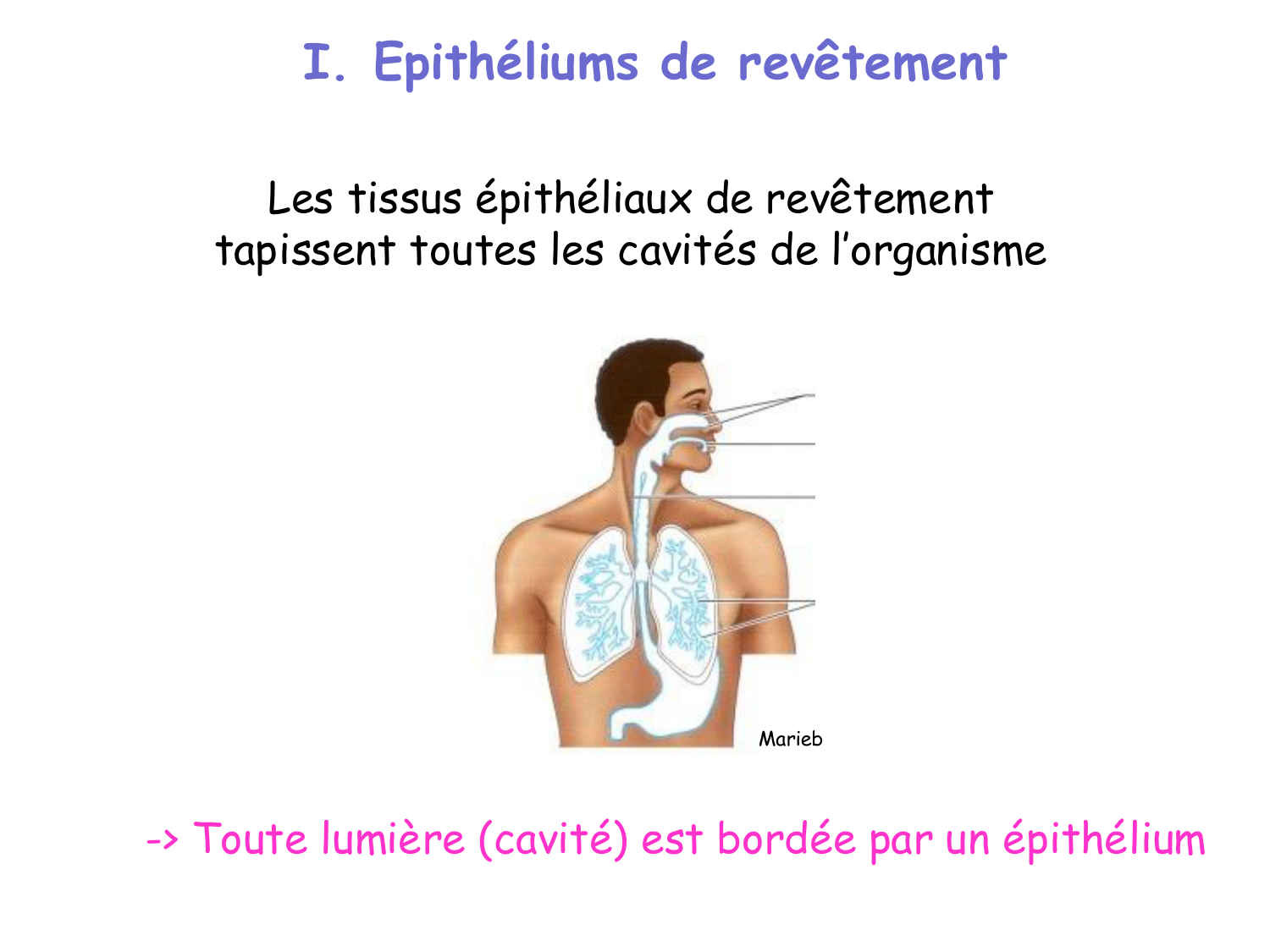 TP histologie — épithélium page 3