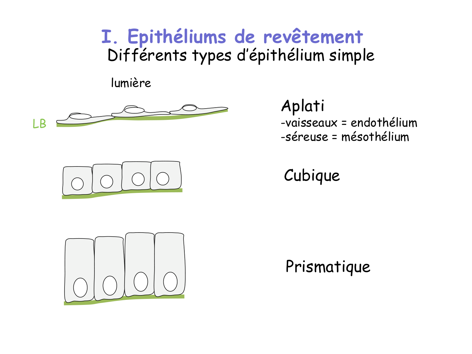 TP histologie — épithélium page 6
