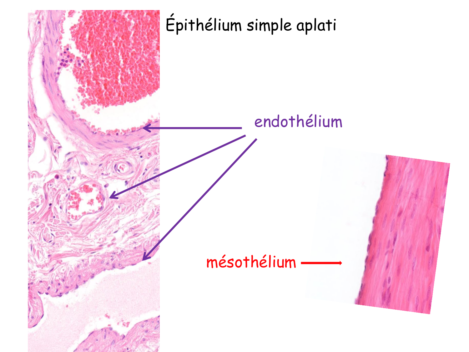 TP histologie — épithélium page 7