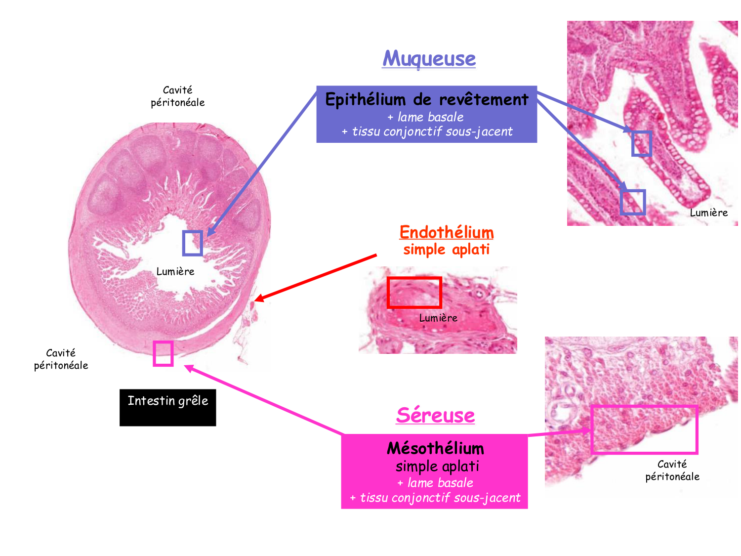 TP histologie — épithélium page 8
