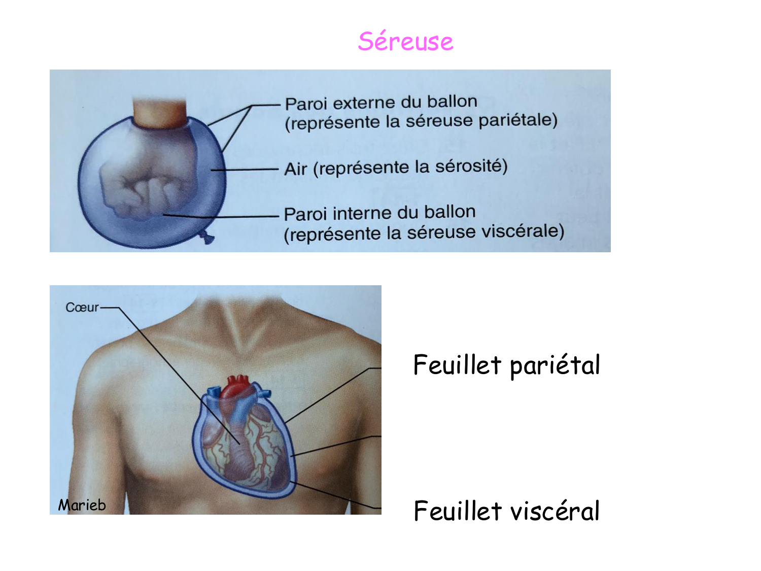 TP histologie — épithélium page 9