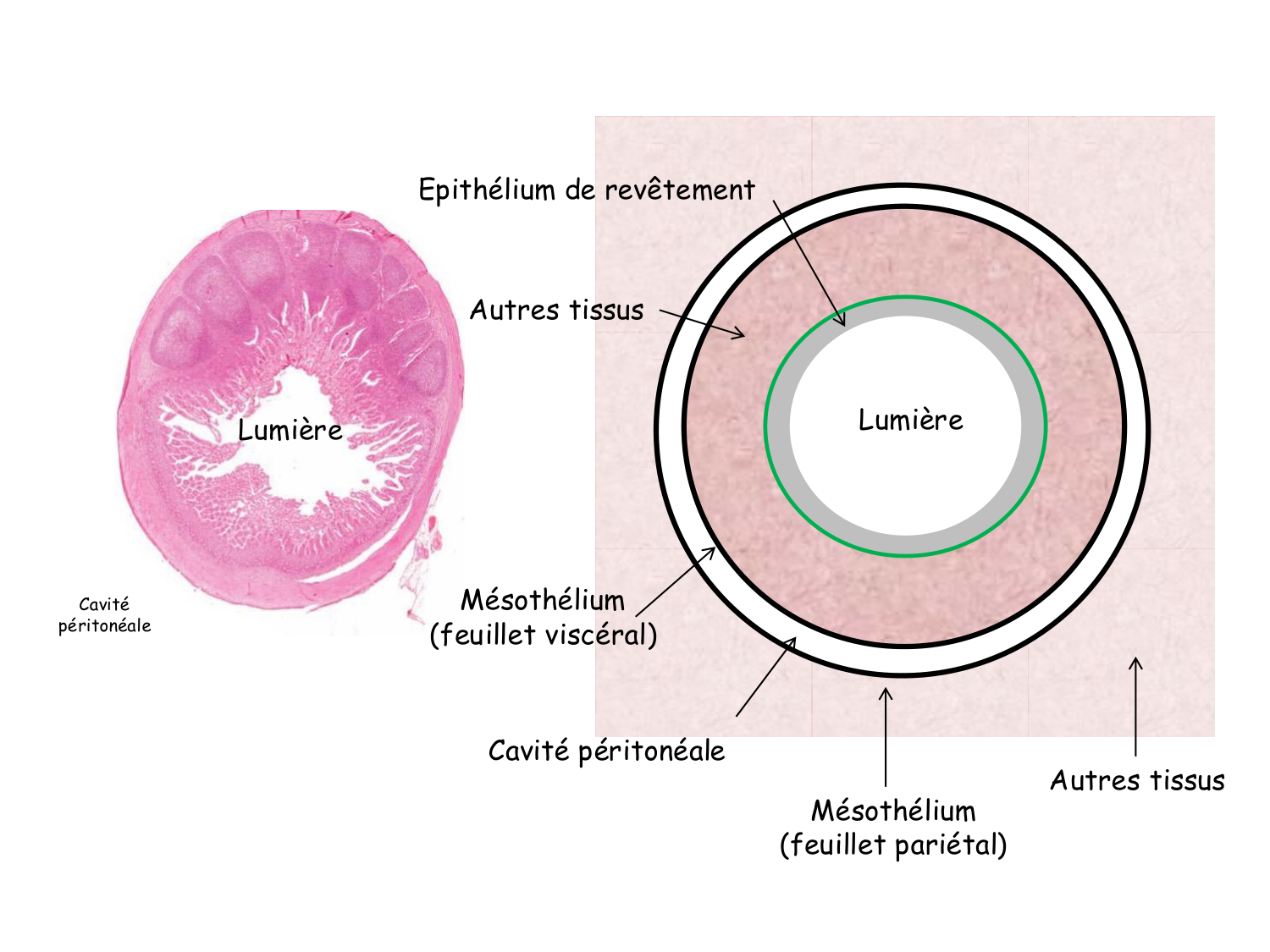 TP histologie — épithélium page 10