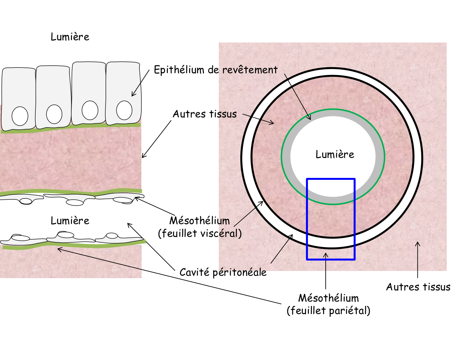 TP histologie — épithélium page 11