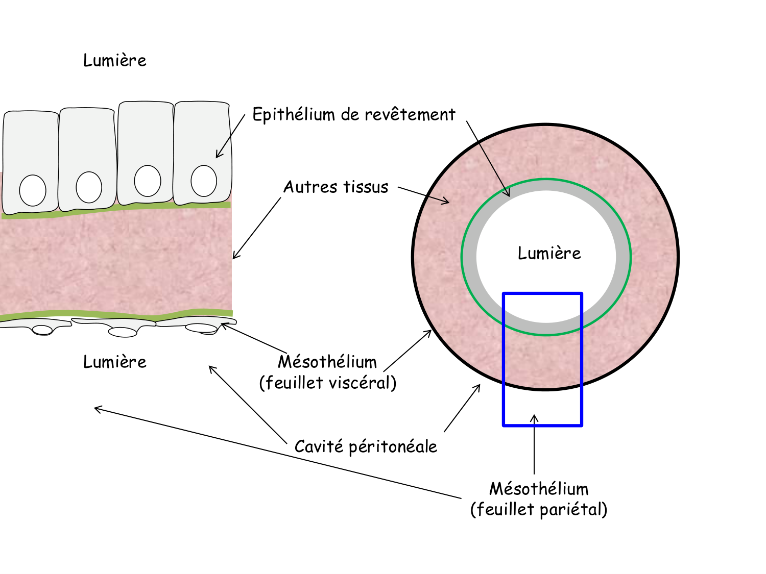 TP histologie — épithélium page 12