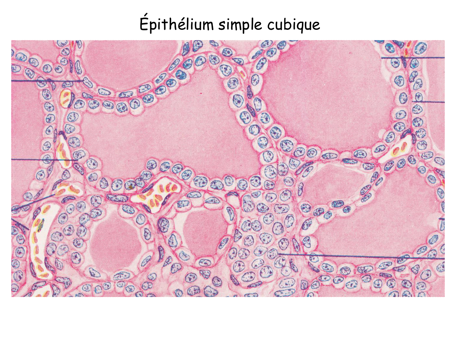 TP histologie — épithélium page 13
