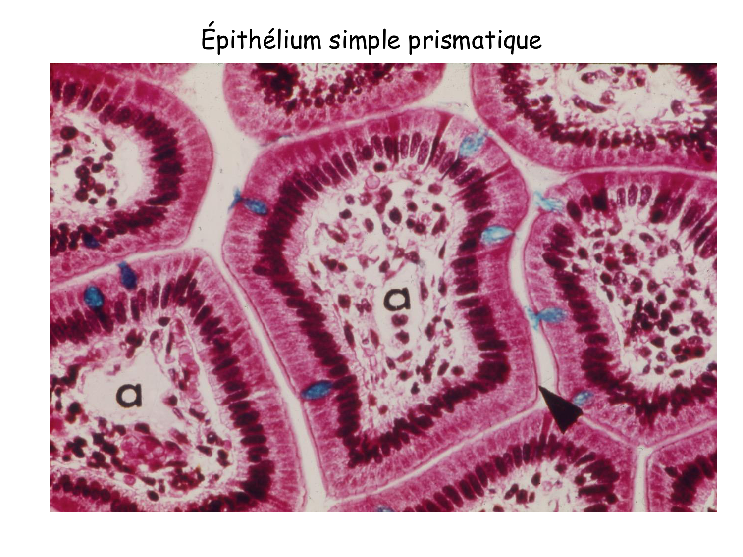 TP histologie — épithélium page 14