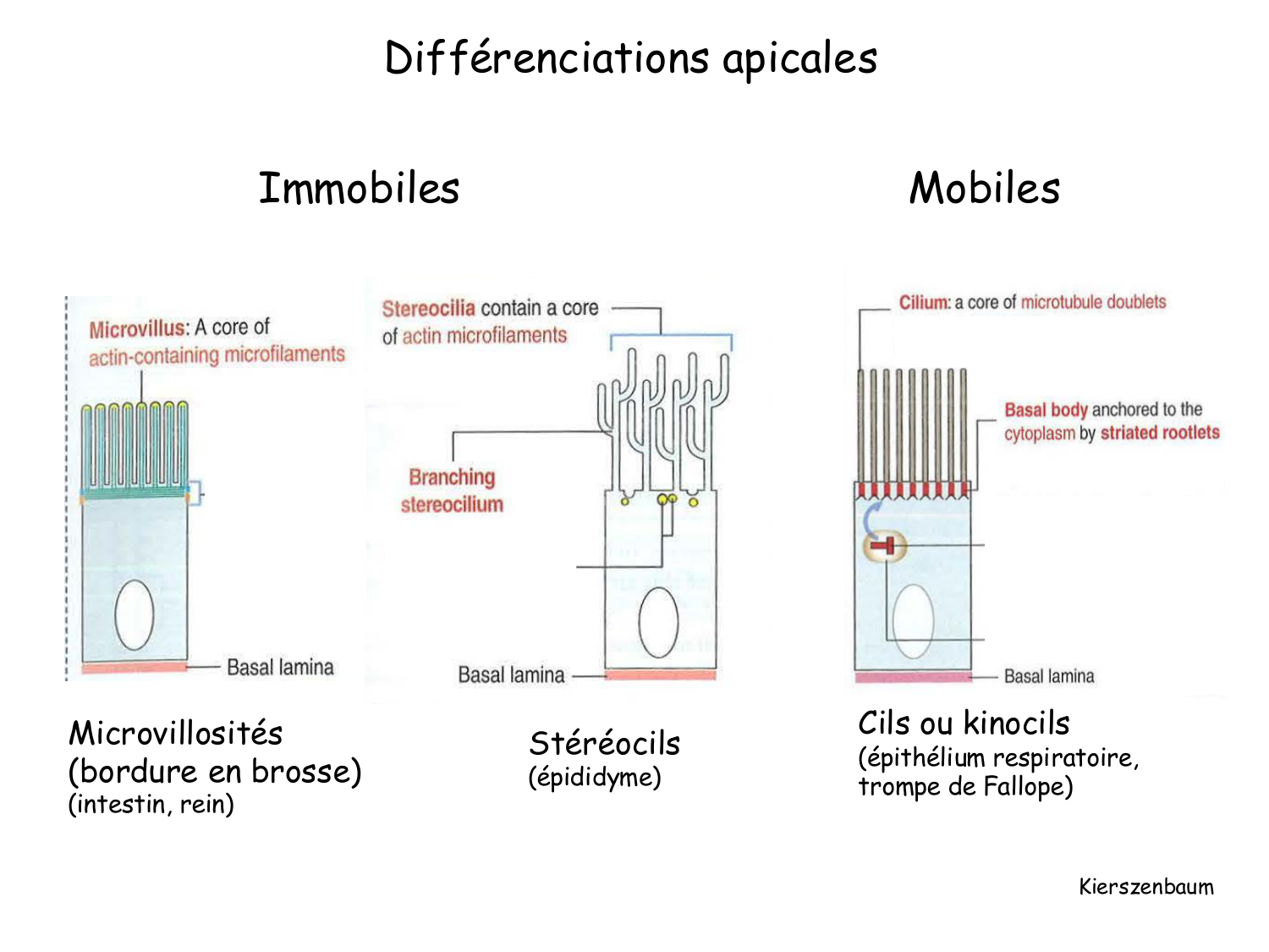 TP histologie — épithélium page 15