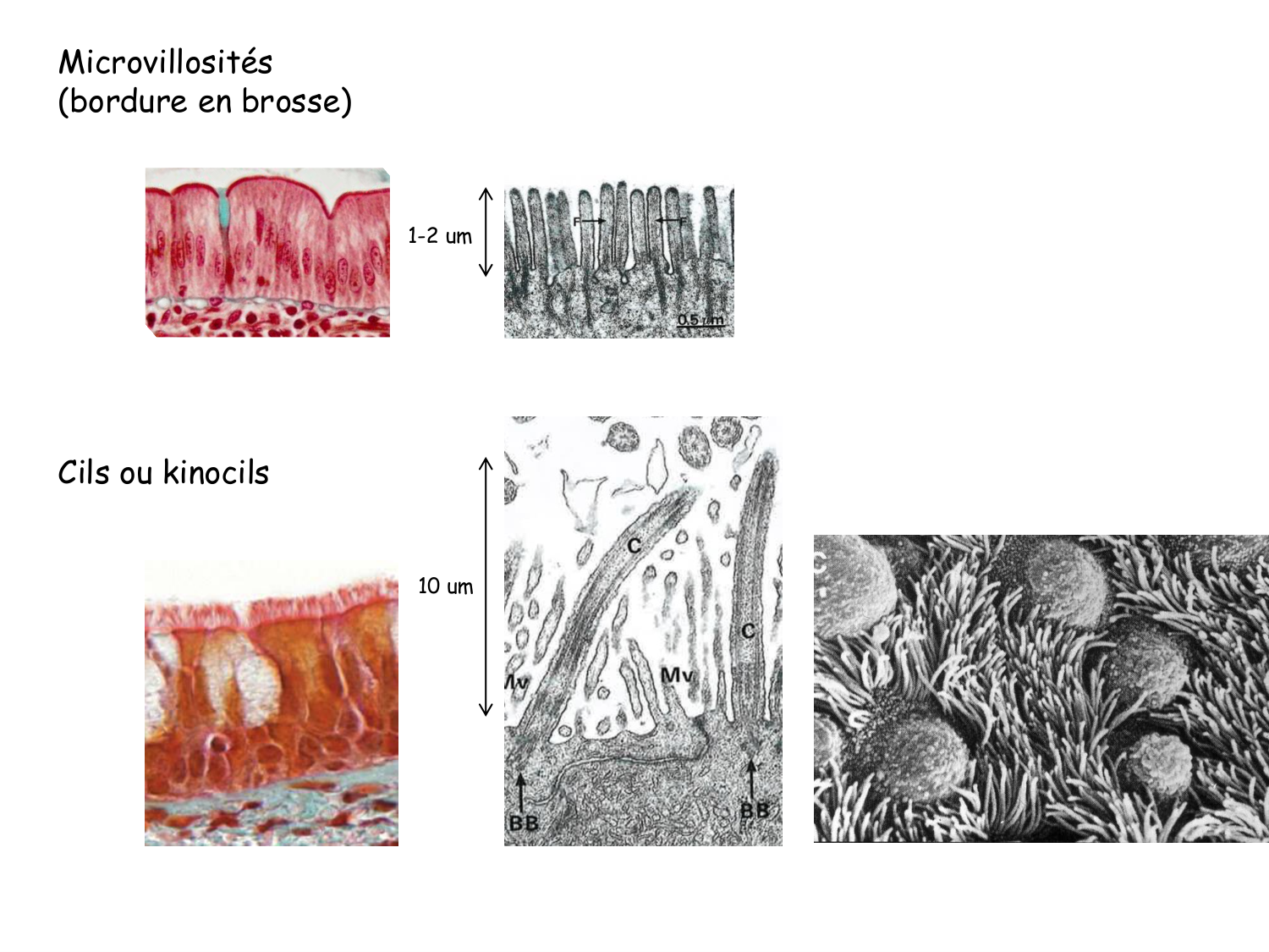 TP histologie — épithélium page 16