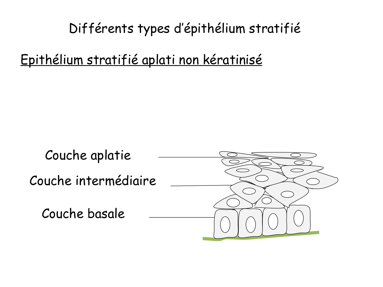TP histologie — épithélium page 18